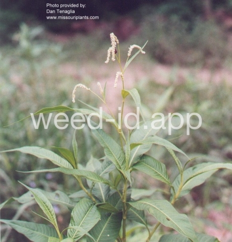 smartweed, pale